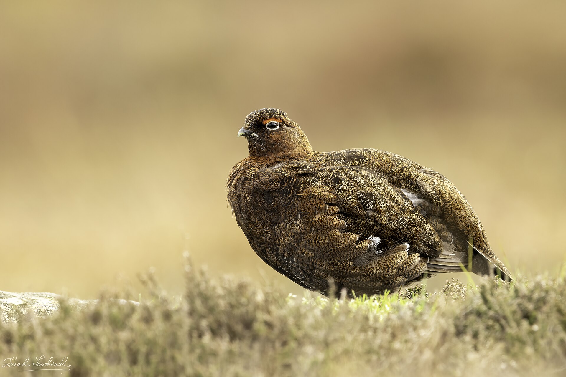 5GRIT Project: Testing 5G in Rural and Remote UK Areas