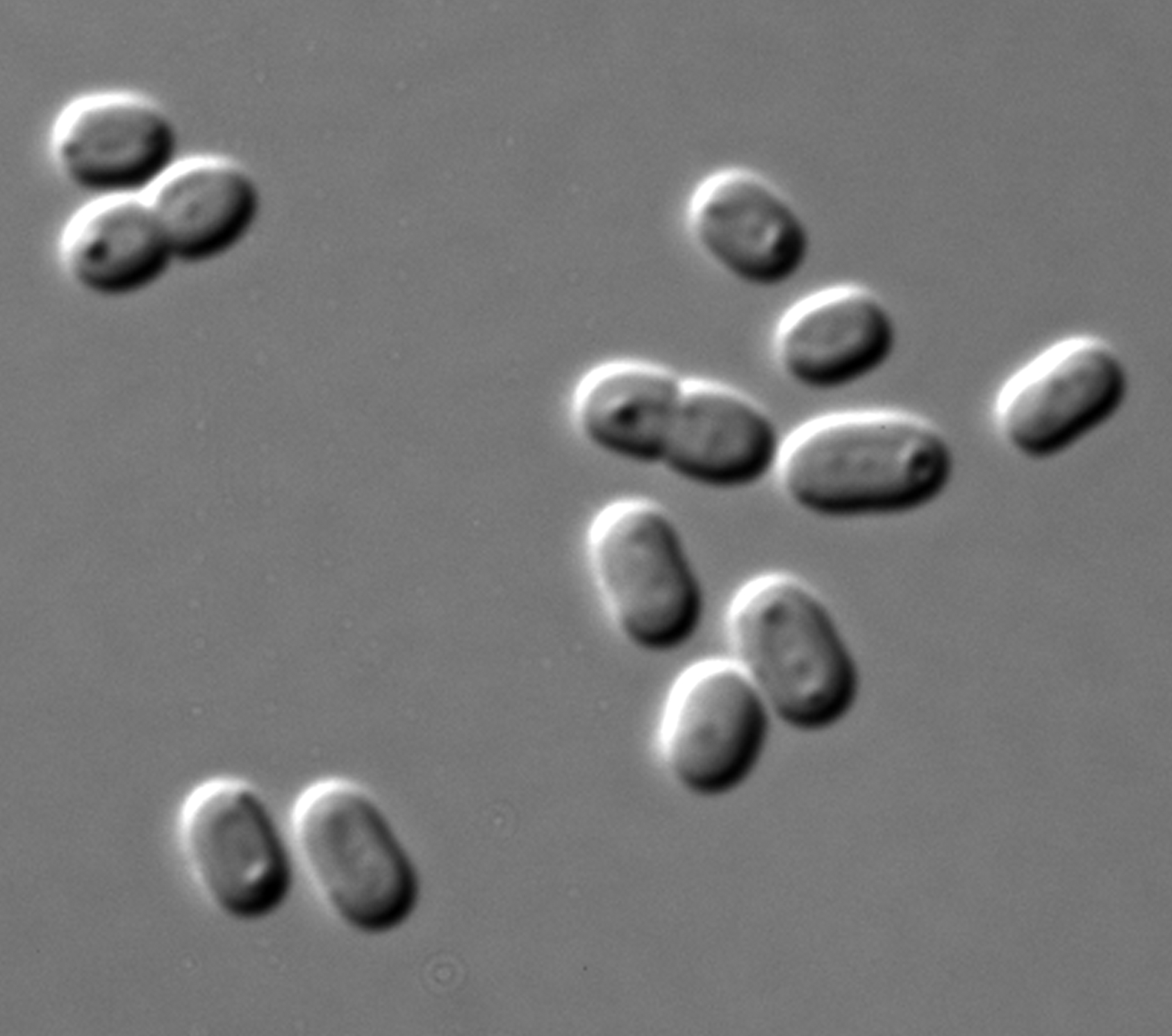 Korean bacteria produce plastic and fuel from sunlight